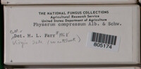 Physarum compressum image